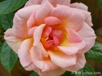 夜燈月季/晚光月季