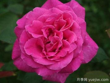 月季推薦，淑女月季