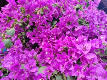 三角梅的養(yǎng)護(hù)辦法