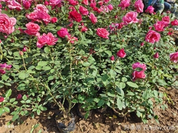 如何提高鹽堿地綠化種植成活率？
