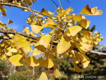 植物百科：銀杏樹