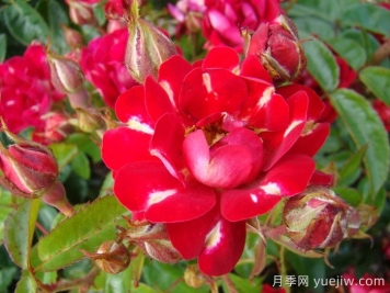 紅色惡意月季