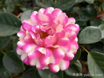 粉色惡意月季
