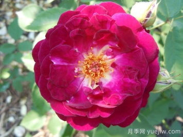 靛藍(lán)騎士月季