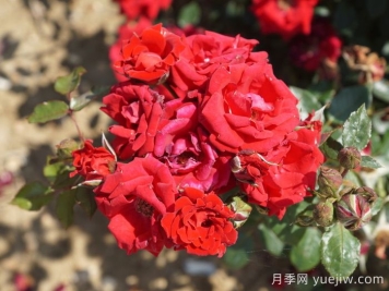 愛(ài)情結(jié)月季