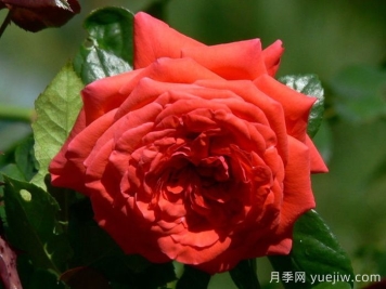 美茵塔月季