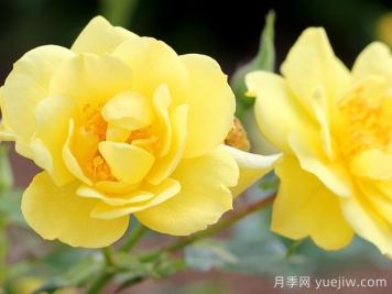 奧索易檸檬熱情/檸檬樂趣