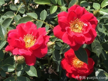 奧索易都市傳奇月季