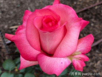 光線雷月季