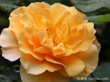 琥珀崛起月季/安伯尼斯崛起
