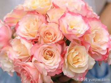 月季推薦，六翼天使月季