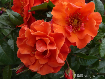 什羅普郡之星月季