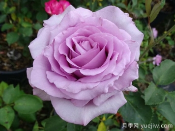藍色女孩月季/科隆狂歡節(jié)