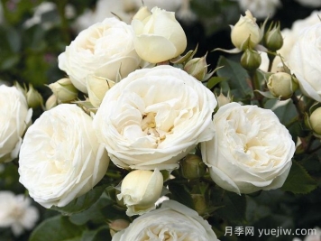 月亮女神月季/阿爾特彌斯月季