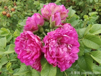 紫花重瓣玫瑰，開花艷麗花果都能吃