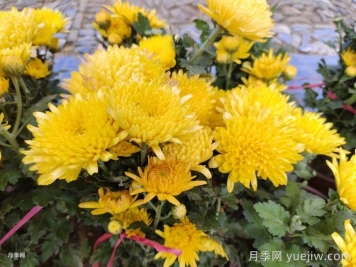 九月份開花的花卉植物有哪些？