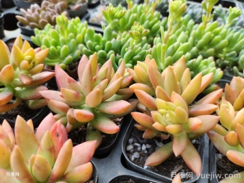 如何才能養(yǎng)好多肉植物？