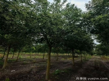 園林常綠喬木：大葉女貞