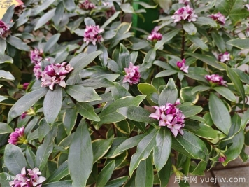 推薦17種濃香型花卉品種
