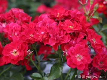 南湖薪火月季