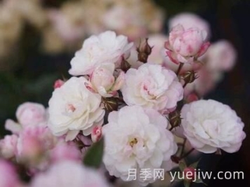 超微月季推薦，雪瑩月季