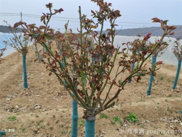 月季春季修剪抹芽，滿樹花開爆花枝頭