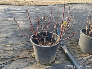 讓植物冬季安然越冬的養(yǎng)護指南