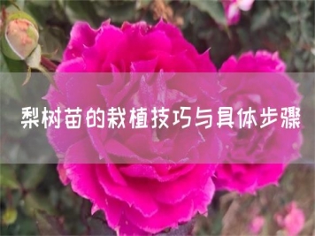 梨樹苗的栽植技巧與具體步驟