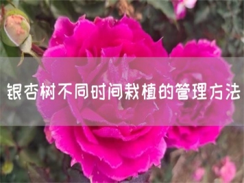 銀杏樹不同時(shí)間栽植的管理方法