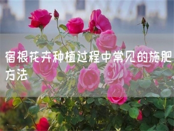 宿根花卉種植過(guò)程中常見的施肥方法