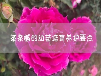 茶條槭的幼苗培育養(yǎng)護(hù)要點(diǎn)