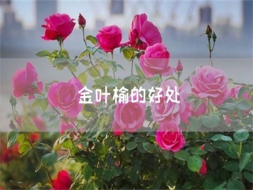 金葉榆的好處