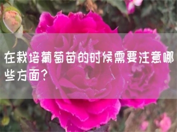 在栽培葡萄苗的時(shí)候需要注意哪些方面？