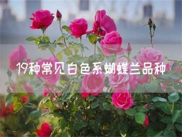 19種常見(jiàn)白色系蝴蝶蘭品種