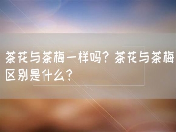 茶花與茶梅一樣嗎？茶花與茶梅區(qū)別是什么？