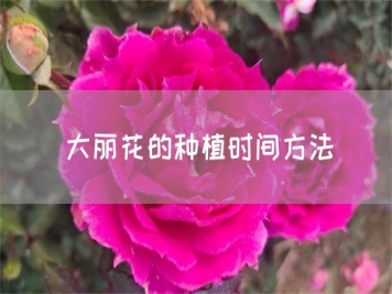 大麗花的種植時(shí)間方法