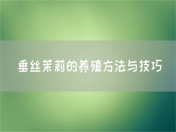 垂絲茉莉的養(yǎng)殖方法與技巧