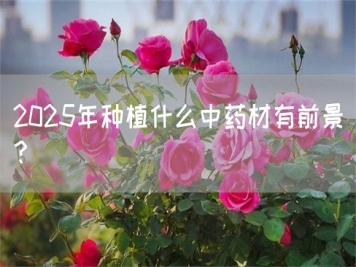 2025年種植什么中藥材有前景？