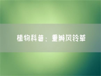 植物科普：重瓣風鈴草