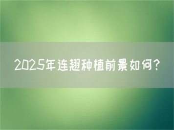 2025年連翹種植前景如何？