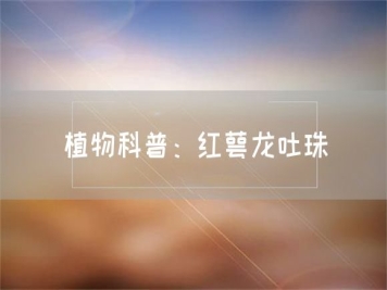 植物科普：紅萼龍吐珠