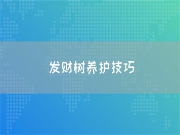 發(fā)財樹養(yǎng)護(hù)技巧