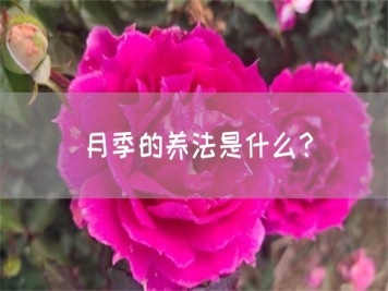 月季的養(yǎng)法是什么？
