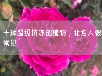 十種超級(jí)抗凍的植物，北方人很常見