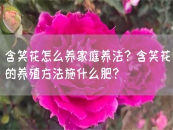 含笑花怎么養(yǎng)家庭養(yǎng)法？含笑花的養(yǎng)殖方法施什么肥？