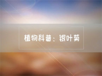 植物科普：銀葉菊