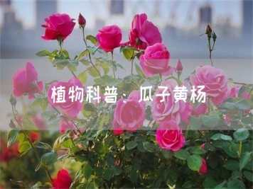 植物科普：瓜子黃楊