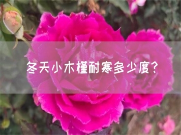 冬天小木槿耐寒多少度？