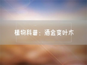 植物科普：灑金變?nèi)~木