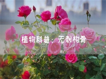 植物科普：無刺構(gòu)骨